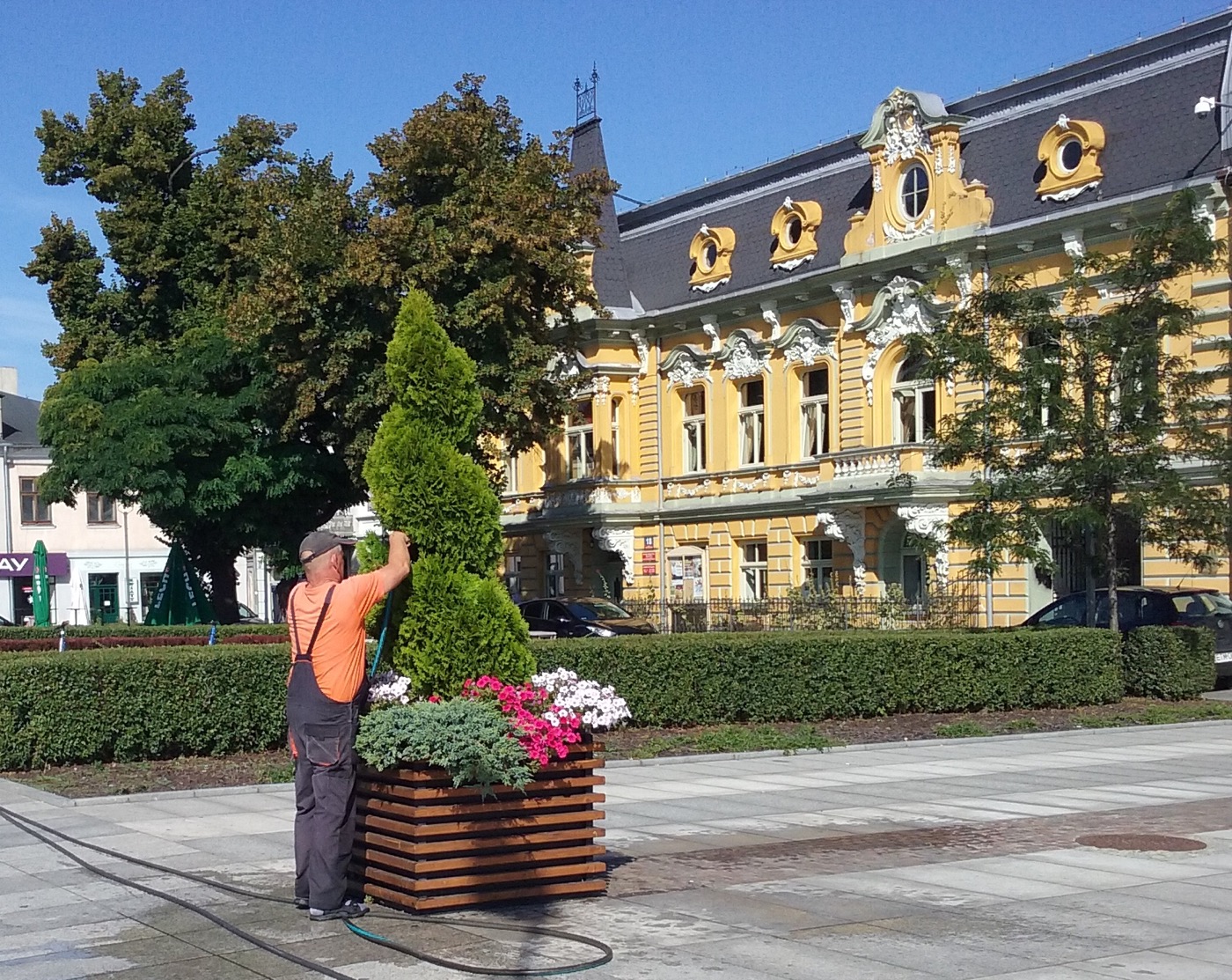 Professional gardener trimming shrubs and maintaining plantings