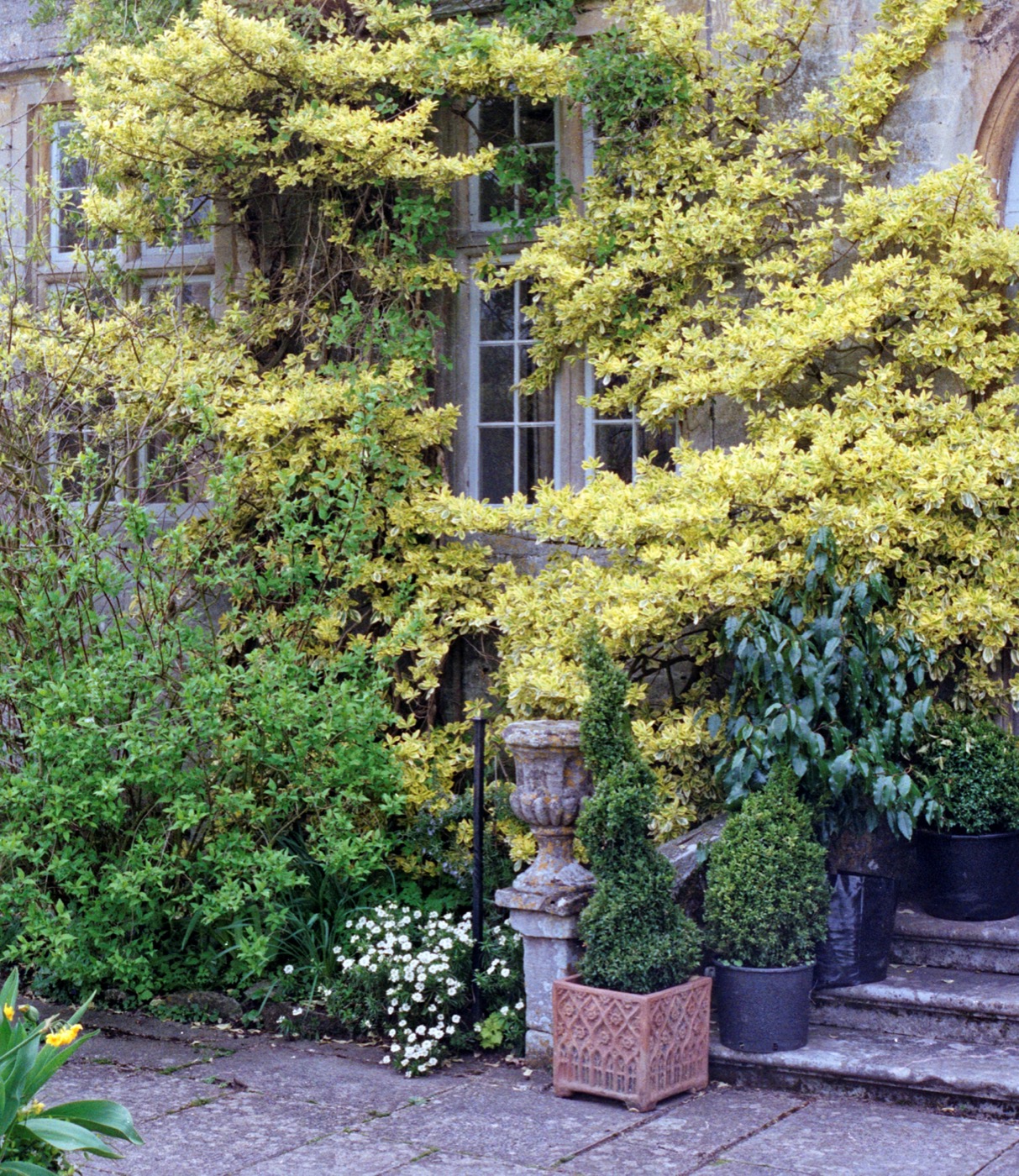 English garden entrance with stone path, shrubs, and topiary plantings