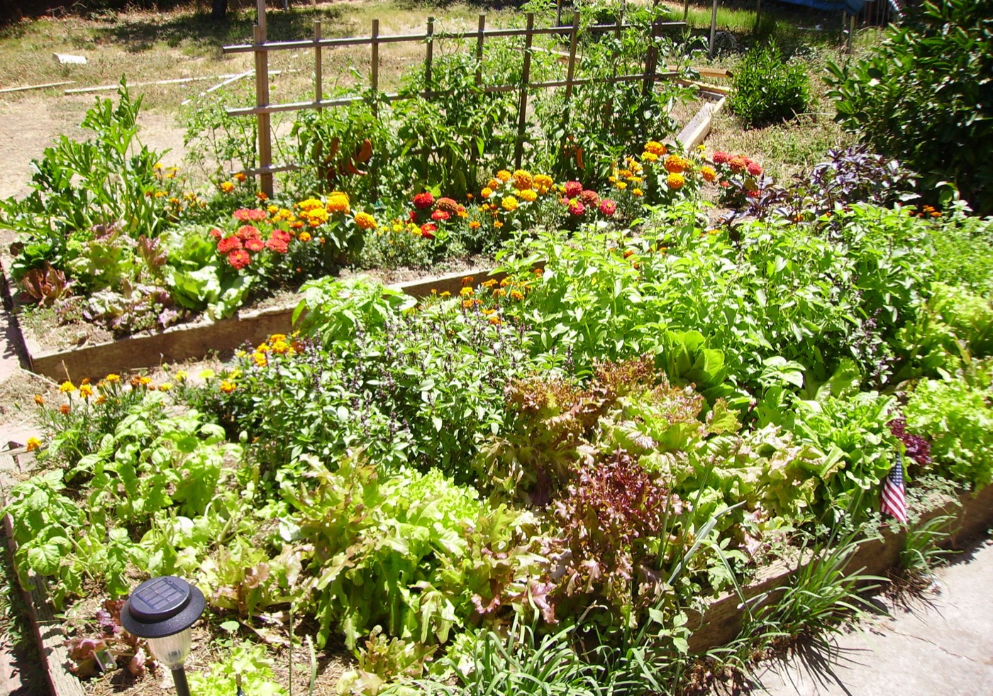Raised vegetable garden beds with lettuce, tomatoes, and herbs