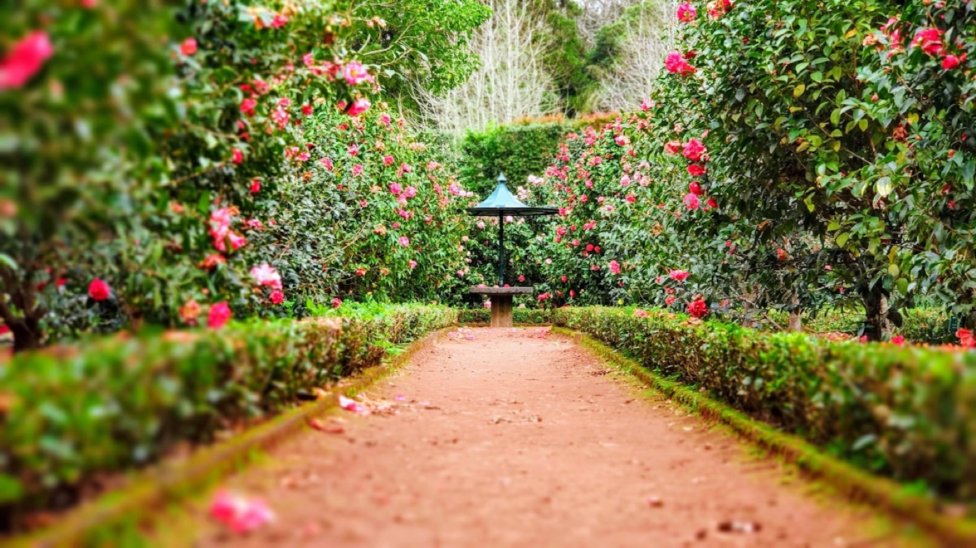 Formal garden path lined with flowering shrubs and hedges