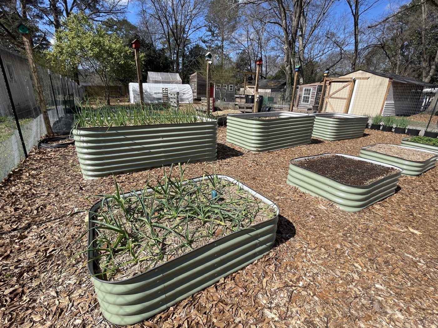Raised metal vegetable garden beds with green onions and garlic